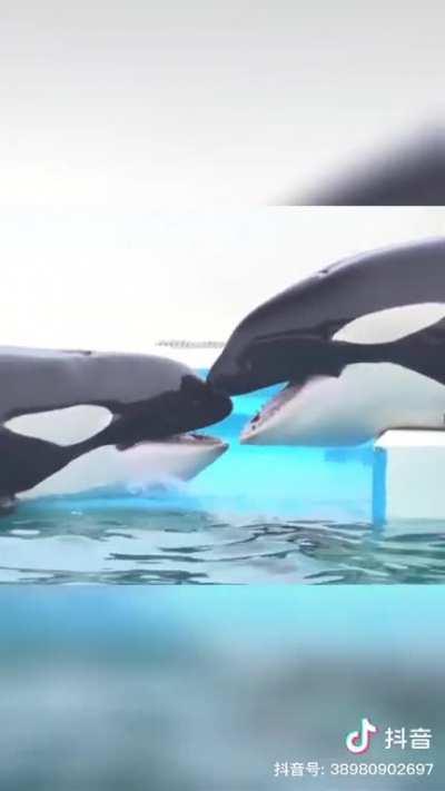 Orca french kissing