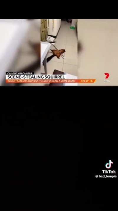 squirrel fakes accident