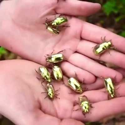 Amazing Swarm of the golden scarab beetles..