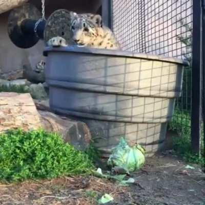 Snow leopard stalks its mightiest foe: the cabbage