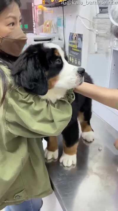 Brave Puppy Gets a Vaccine... and his Face haha