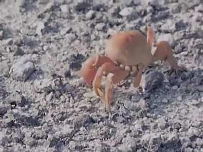 Crabs amputate own limbs