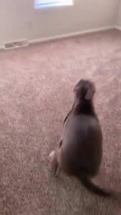 Was told “need more videos to prove he’s a happily hippo” meet, Diego, and his own, “Zoomie’s” room!