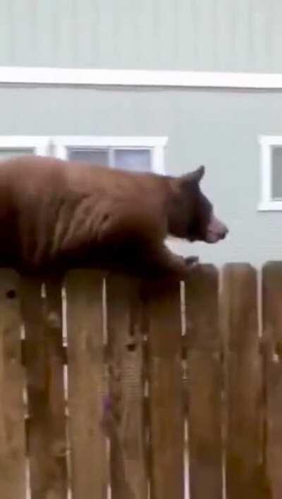 Que gato mais gordinho, chat.