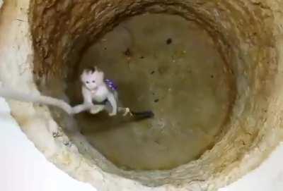 humans put monkey in hole 🕳😡👎