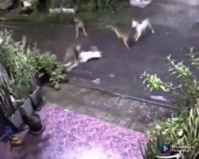 A cat stalling 4 dogs to protect another cat