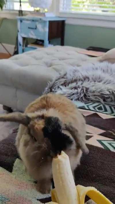 Holland lop chomps banana