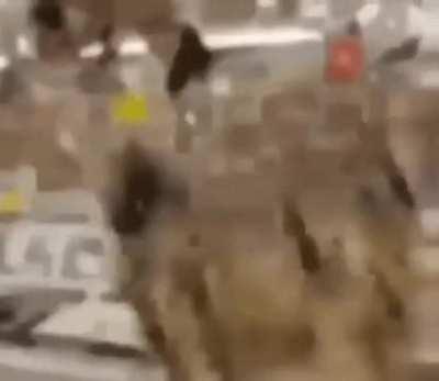 Etienne: Uses high-tech military drones to pop bloons. Obyn: Uses powers of nature to pop bloons. DJ Benjammin':