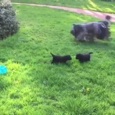 Mama Mop playing with her Moplings