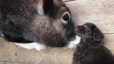 A good boy and his cow bros