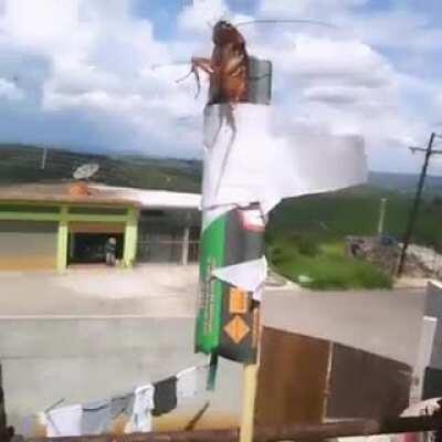 Señores Roger roach 2.0 😎