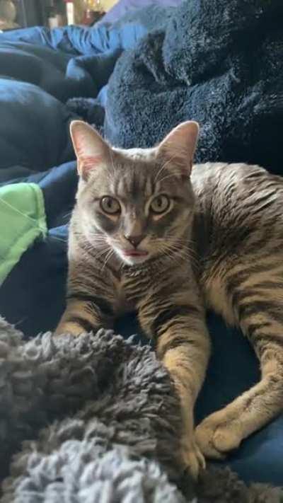 Cutie pie with oddness