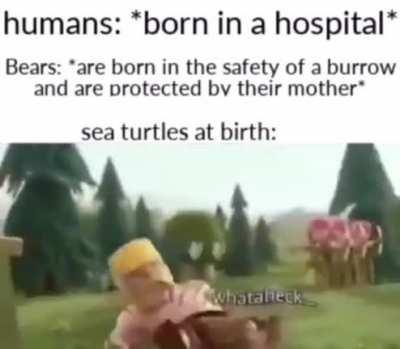 turtles got it bad