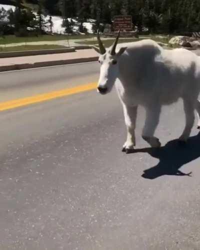 An absolutely massive mountain goat