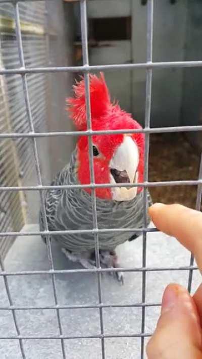 Today I fulfilled my dream ♡ met a gang gang cockatoo