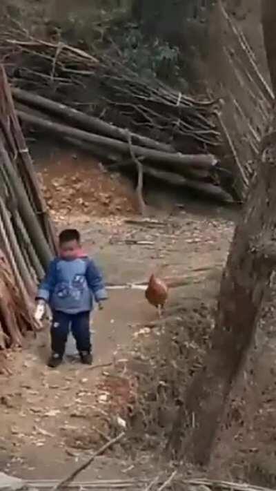 Chicken fight