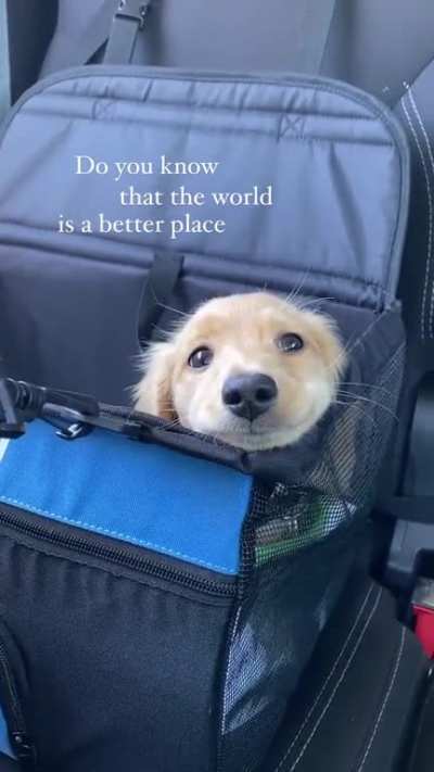 How much do you like dogs?