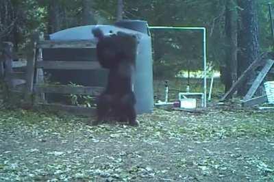 Bear messing with water tank gets hit in the nuts!