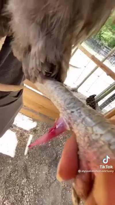 How to declaw a rooster 🤯👌