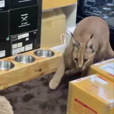 Floppa once tried to eat bingus because he looks like a raw chicken breast