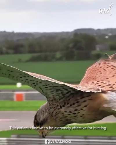 Kestrel bird hovering to prepare for hunting. Some black magic stabilization.