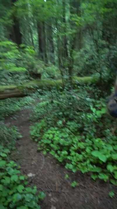 Anybody wanna go on a walk in the forest with me? [f] [oc]