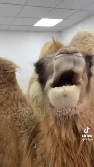 What it's like eating pizza straight out of the oven