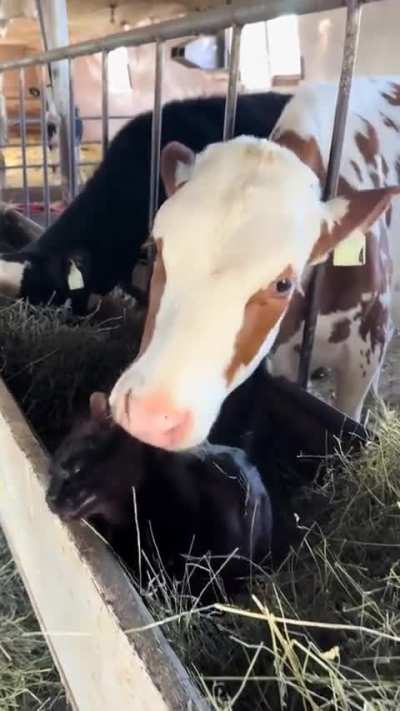 He will be asked to leave.