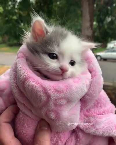 Pink Purrito