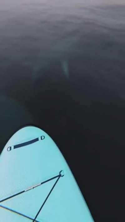 You never know what hides in the deep waters