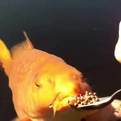 Spoon feeding a giant goldfish