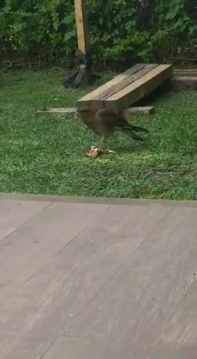 Les dejo a mi aguilucho Lucho comiendo. Buen finde largo!