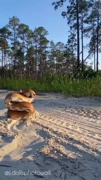 Scary enough with no venom