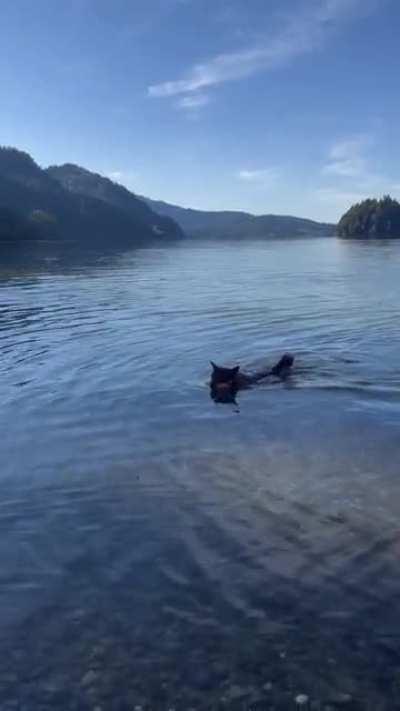 my shiba loves to swim