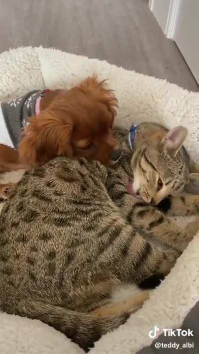 Cat & Dog Sibling Love!