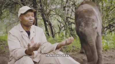 baby elephant hears his name and decides to interrupt an interview🥹❤️‍🩹