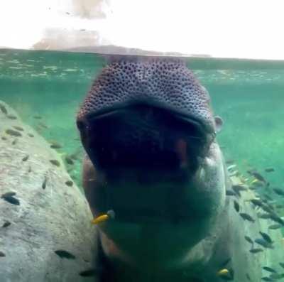 🔥 Hippo trying to take a nap.