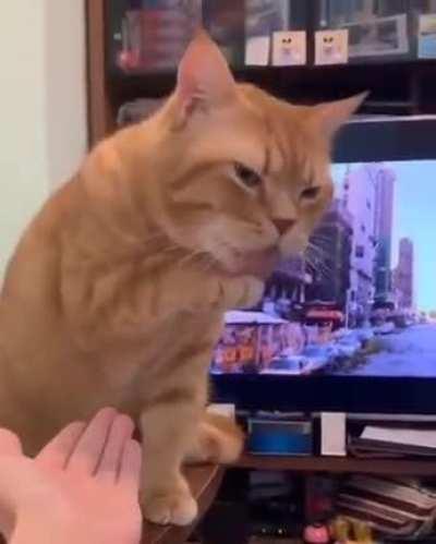 Дай лапку...