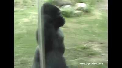 i made this for all my fellow gorilla enjoyers