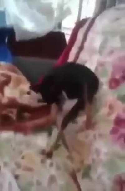 👩🏻‍🎤 👨🏻‍💻 🧞‍♀️