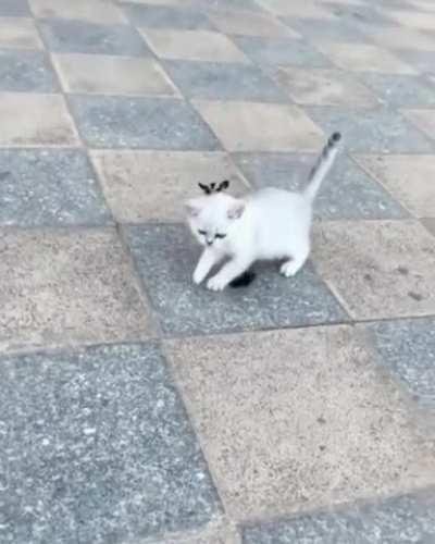 Onward, my cat of war!