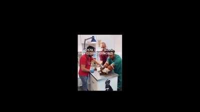 desert cat girl mains in shambles