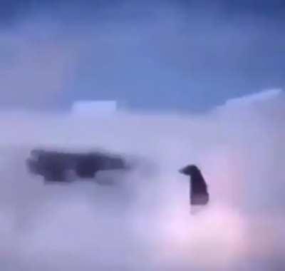 Elon’s backyardigan -Experiment 34