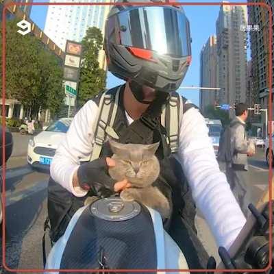 Biker Cat. Saw this on FB so posting here. Cuteness level - Infinity?