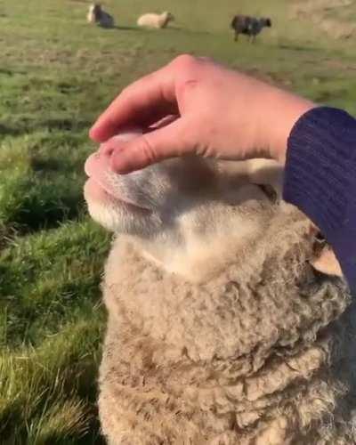 Babybelle knows she has been good (from Edgar's Mission Sanctuary)