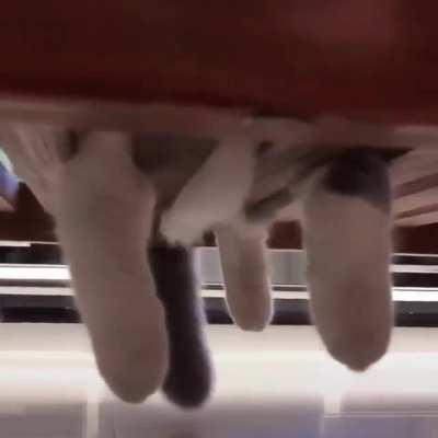 Magic paws