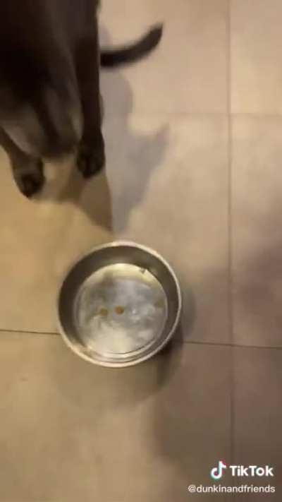mais um cachorro puto por causa da dieta
