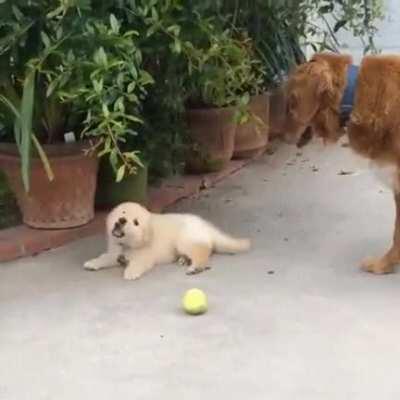 The attention span of a puppy