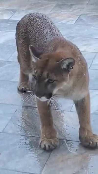 House kitty stands up to danger kitty