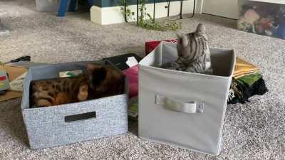 “I did not hit my sister”